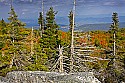 _MG_2777 bear rocks at Dolly Sods-fall color.jpg