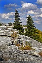 _MG_2782 bear rocks-Dolly Sods-fall color.jpg