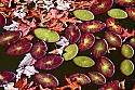 _MG_2917 Lily pads and leaves float on  Boley Lake at Babcock State Park.jpg