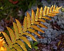 _MG_3365 cinnamon fern leaf.jpg