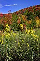 _MG_3503 highland scenic highway.jpg