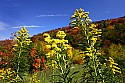 _MG_3524 goldenrod and fall color.jpg