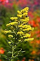 _MG_3566 goldenrod covered in bees and fall color.jpg