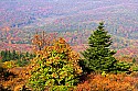 _MG_3906 spruce knob overlook.jpg