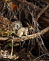 _MG_4101 gray squirrel.jpg