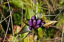 _MG_4367 bottle gentian.jpg