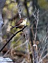 _MG_4579 carolina wren.jpg