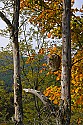 _MG_4716 hornet's nest in Germany Valley WV.jpg