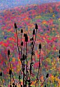 _MG_4829 teasel and fall color even more colot.jpg