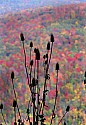 _MG_4829 teasel and fall color.jpg