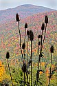 _MG_4840 teasel and fall color.jpg