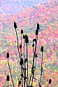 _MG_4852 teasel and fall color.jpg