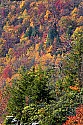 _MG_8910 turkey vulture soars along the blackwater river canyon's fall color.jpg