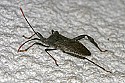 _MG_9228 stink bug.jpg