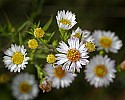 _MG_9235 fleabane.jpg