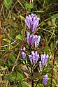 _MG_9243 gentian.jpg