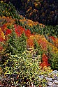 blackwater falls state park-blackwater canyon fall color.jpg