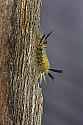 _MG_6333 caterpillar.jpg