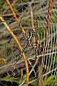 _MG_6347 spider and web.jpg