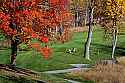 _MG_8457 deer and golfers share the course at Stonewall Jackson Lake State Park.jpg