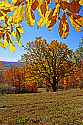 _MG_9606 fall color in Braxton County WV.jpg