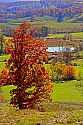 _MG_9637 fall color in Braxton County WV.jpg