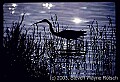 10610-00103 Great Blue Heron.jpg