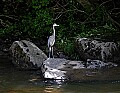 _MG_2279 great blue heron on Williams River.jpg