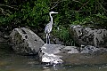 _MG_2321 great blue heron on williams river.jpg