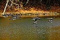 DSC_2573 canada geese.jpg