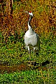DSC_2635 red-crowned crane.jpg