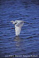 fauna0024 reddish egret.jpg