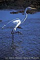fauna0039 great white egret.jpg
