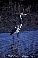 fauna0049 ticolored heron.jpg