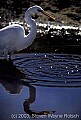 fauna0053 great white egret.jpg