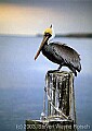 fauna0084 brown pelican.jpg