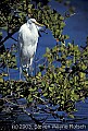 fauna0086 great white egret.jpg