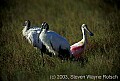 fauna0126 roseate spoonbill and wood storks.jpg