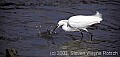 fauna0144 snow egret.jpg