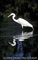 fauna608 great white egret.jpg