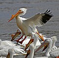 Pelicans 1163 landing.jpg