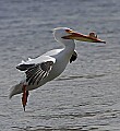 Pelicans 1214 landing.jpg