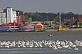 Pelicans 1340 across the river from Alton and Argosy.jpg