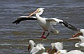 Pelicans 1441 landing.jpg