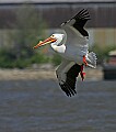 Pelicans 1455 white pelican flyiing.jpg