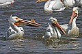 Pelicans 1482 three's a crowd.jpg