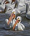 Pelicans 1617 white pelicans.jpg