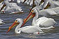 Pelicans 1628 white pelicans.jpg