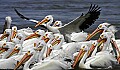 Pelicans 1686 white pelicans.jpg
