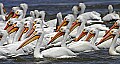 Pelicans 1691 white pelicans.jpg